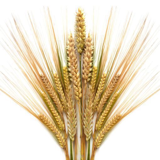 Espigas