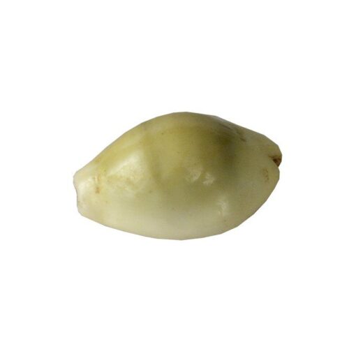 Bucio Africano