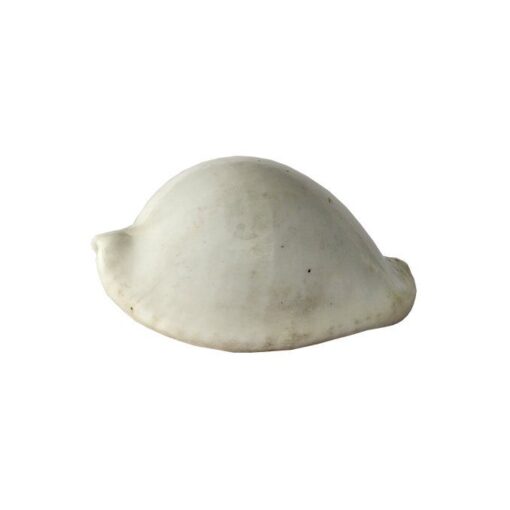 Bucio Cipreas blanco