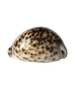 Bucio Cipreas Tigris