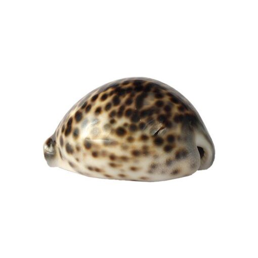 Bucio Cipreas Tigris