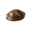 Bucio marron