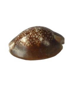 Bucio marron