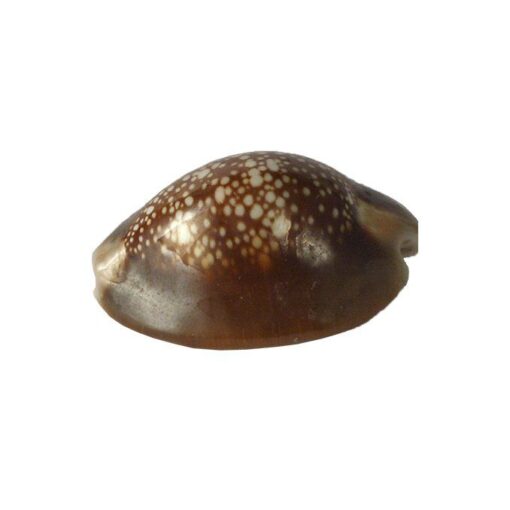 Bucio marron